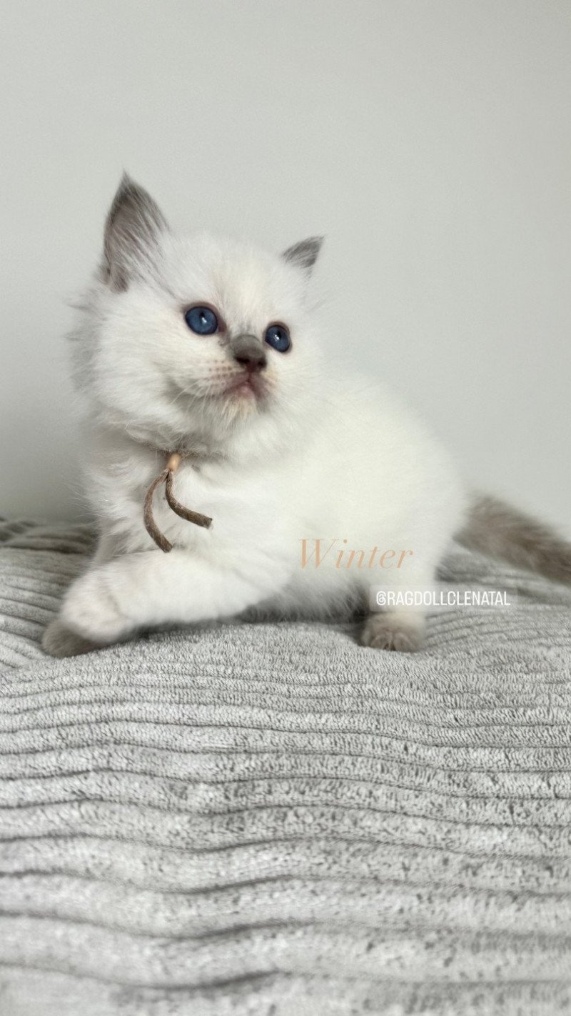 Winter de Clénatal Femelle Ragdoll Winter de Clénatal Femelle Ragdoll