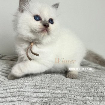 chaton Ragdoll lilac point Winter La Chatterie de Clénatal