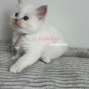 chaton Ragdoll lilac tabby point mitted With Love La Chatterie de Clénatal