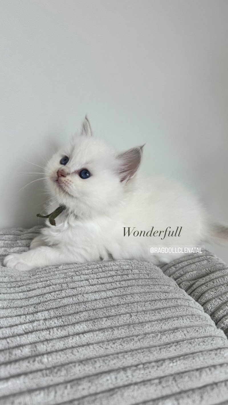 Wonderfull You Love Me de Clénatal Femelle Ragdoll