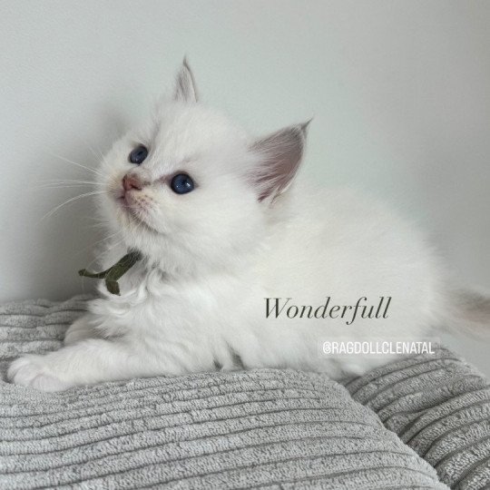 Wonderfull You Love Me de Clénatal Femelle Ragdoll