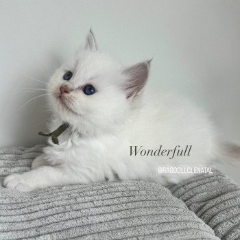 chaton Ragdoll lilac tabby point mitted Wonderfull La Chatterie de Clénatal