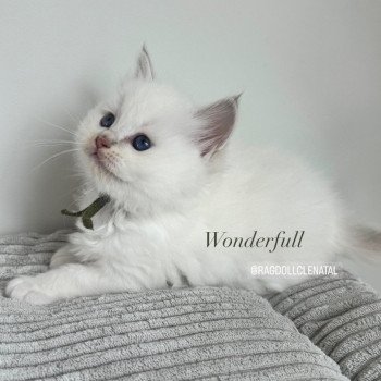 chaton Ragdoll lilac tabby point mitted Wonderfull La Chatterie de Clénatal chaton Ragdoll lilac tabby point mitted Wonderfull La Chatterie de Clénatal